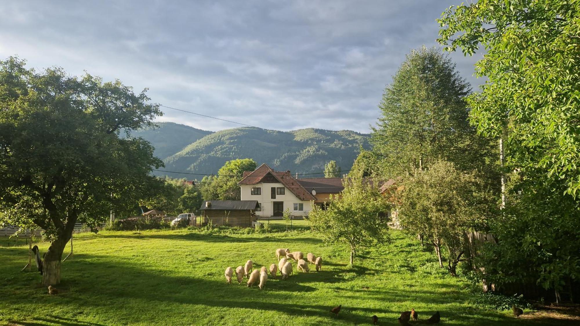 Вилла Casa Dorina Бран Экстерьер фото